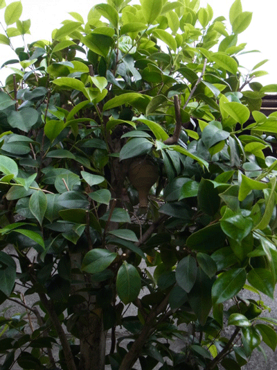 e0010353_188269.gif