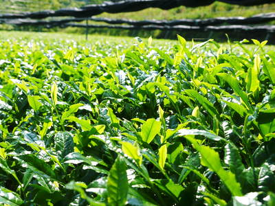 菊池水源茶 お茶摘み その1_a0254656_15372086.jpg