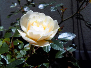 a0193762_11511253.jpg