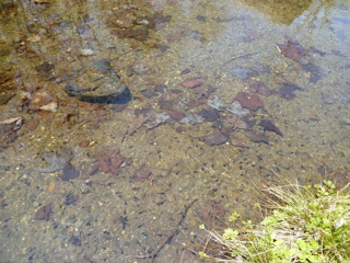 b0122262_21145290.jpg