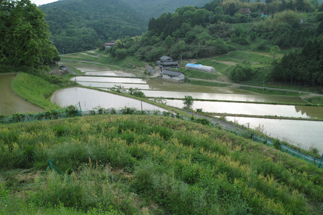 麦と稲_d0231263_23161487.jpg