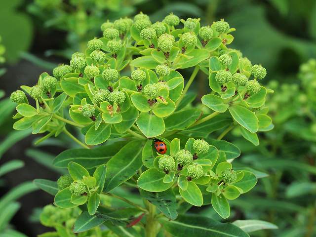 春の植物観察会_b0135573_20211896.jpg