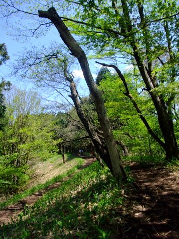 陣馬山〜景信山〜小仏峠　〜5月5日(土)〜　その⑤_a0043982_6451258.jpg