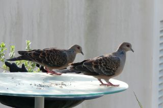 2012年5月20日 仕事するよ_b0098584_1391198.jpg