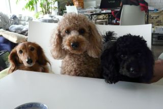 2012年5月20日 仕事するよ_b0098584_1393919.jpg