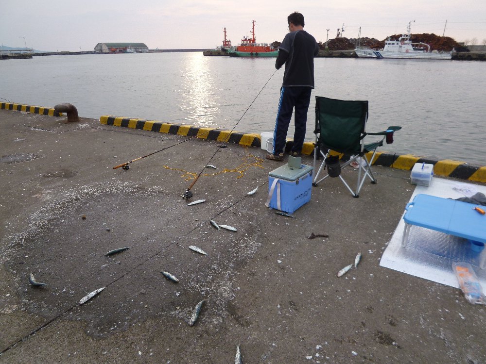 今日も鰯が釣れているよ!_e0065084_18515372.jpg