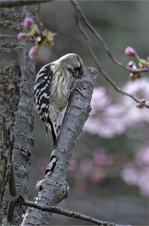 ●● 野鳥三種 ●●_d0209988_18405168.jpg