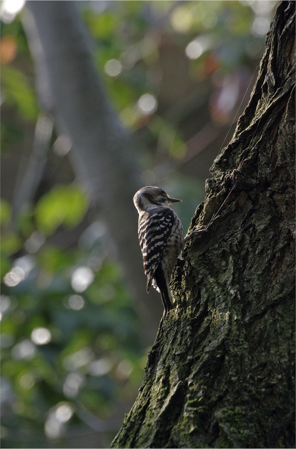 ●● 野鳥三種 ●●_d0209988_18421238.jpg