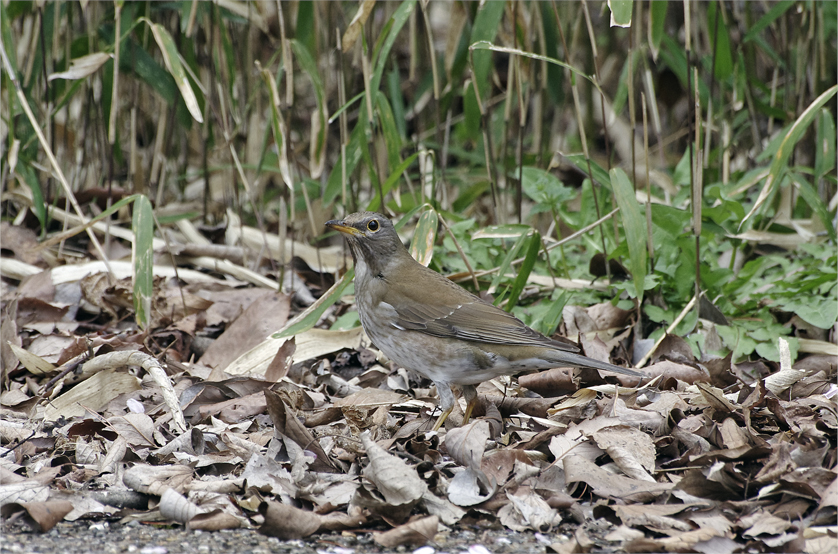 ●● 野鳥三種 ●●_d0209988_18435459.jpg