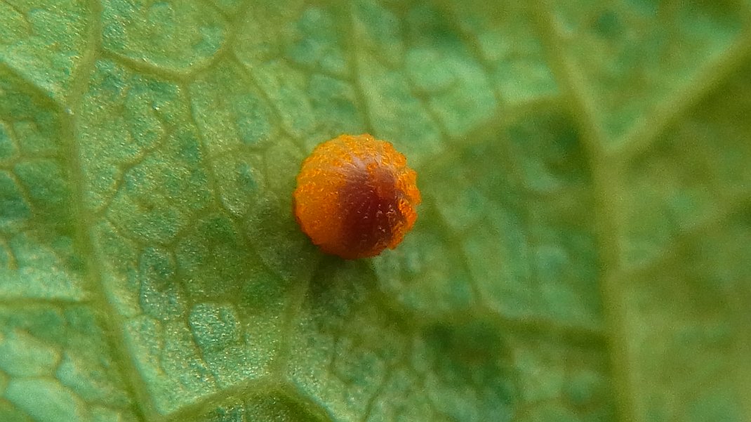 a0152692_1892152.jpg