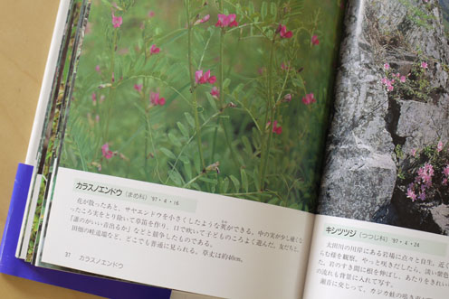 私の本棚から…「ひろしま野の花」_f0222692_13205069.jpg