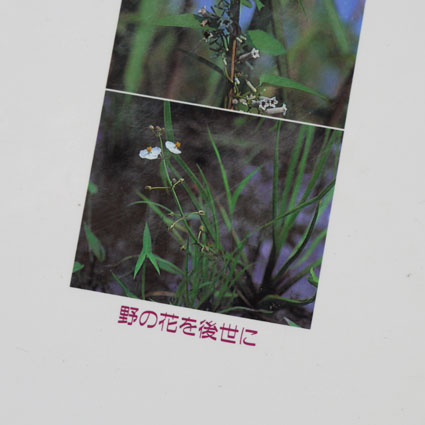 私の本棚から…「ひろしま野の花」_f0222692_13361725.jpg