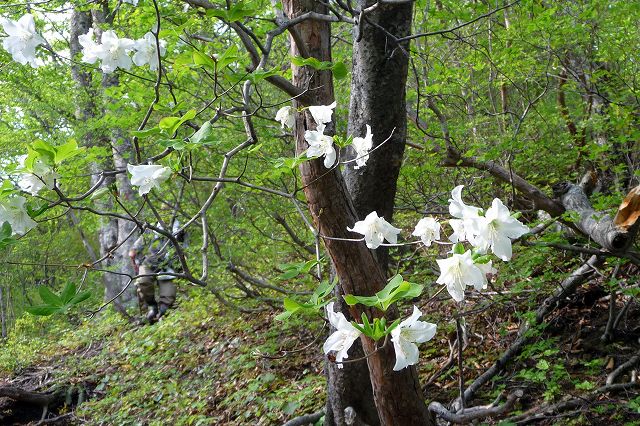 北石橋から糸岳。念願のコースを歩く。_e0137200_22183224.jpg