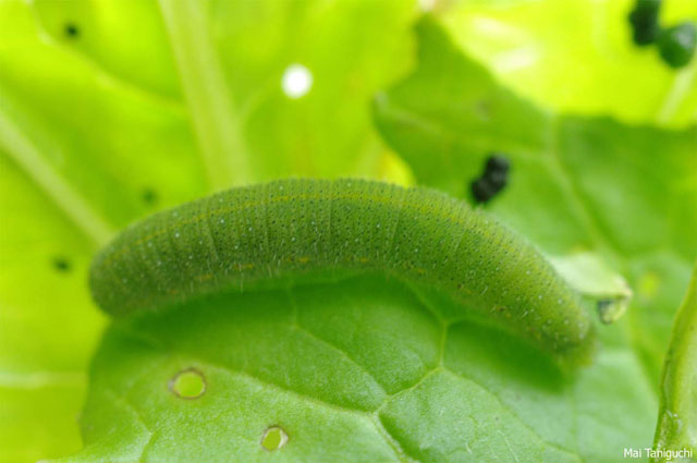 モンシロチョウだったら嬉しいです 昆虫ブログ むし探検広場 モンシロチョウだったら嬉しいです 昆虫ブログ むし探検広場