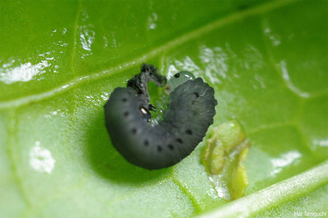 モンシロチョウだったら嬉しいです 昆虫ブログ むし探検広場