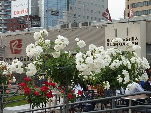 a0177314_16314835.jpg