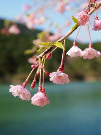 さくら2012_d0062721_615523.jpg