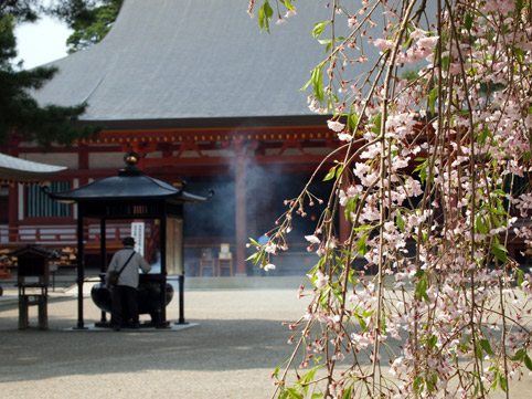 さくら2012_d0062721_6181740.jpg