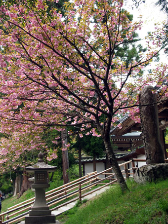 さくら2012_d0062721_6182946.jpg