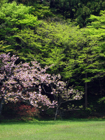 さくら2012_d0062721_618445.jpg