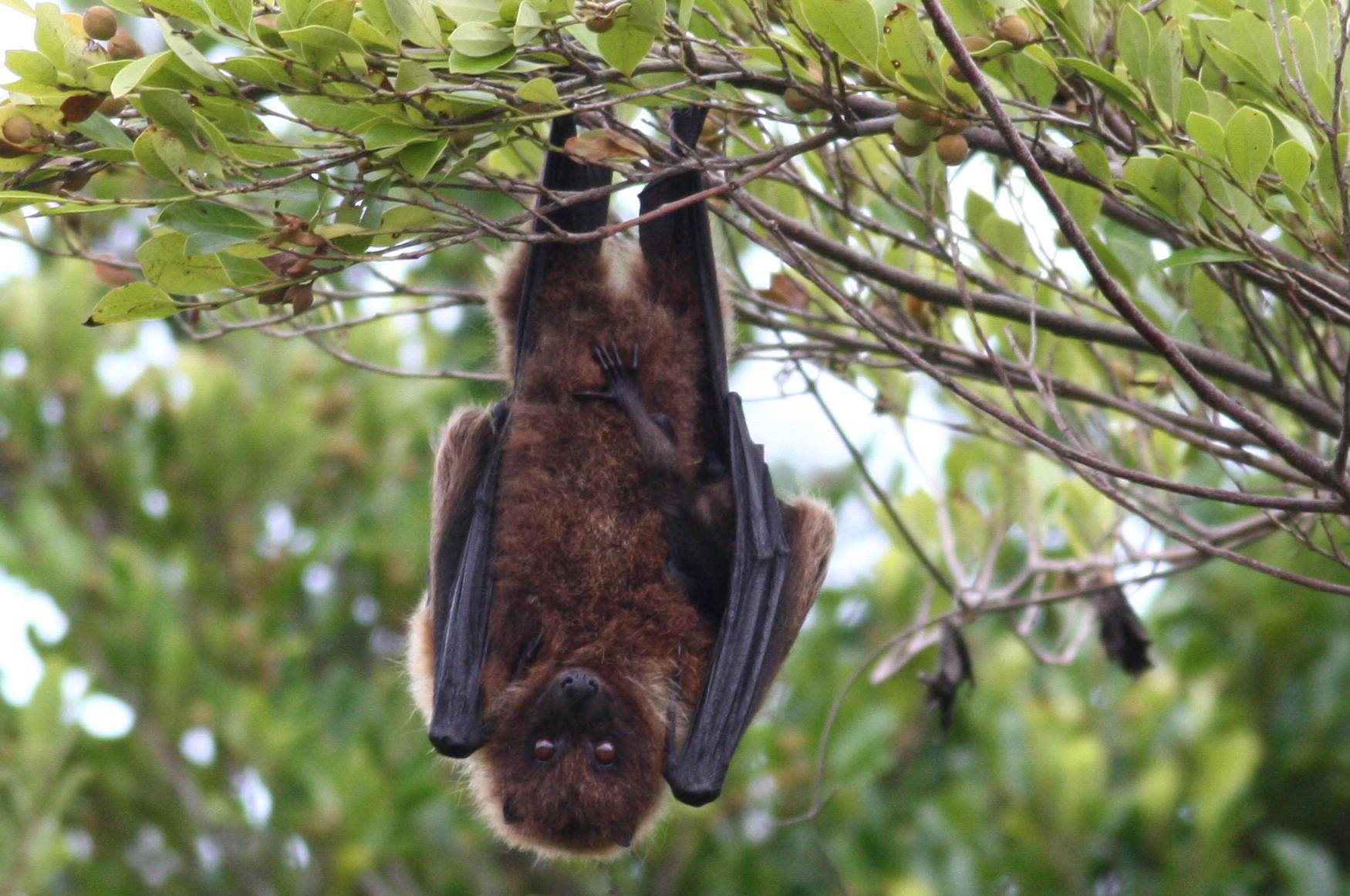 オリイオオコウモリ 三重野生生物談話会bbsブログ 動物編