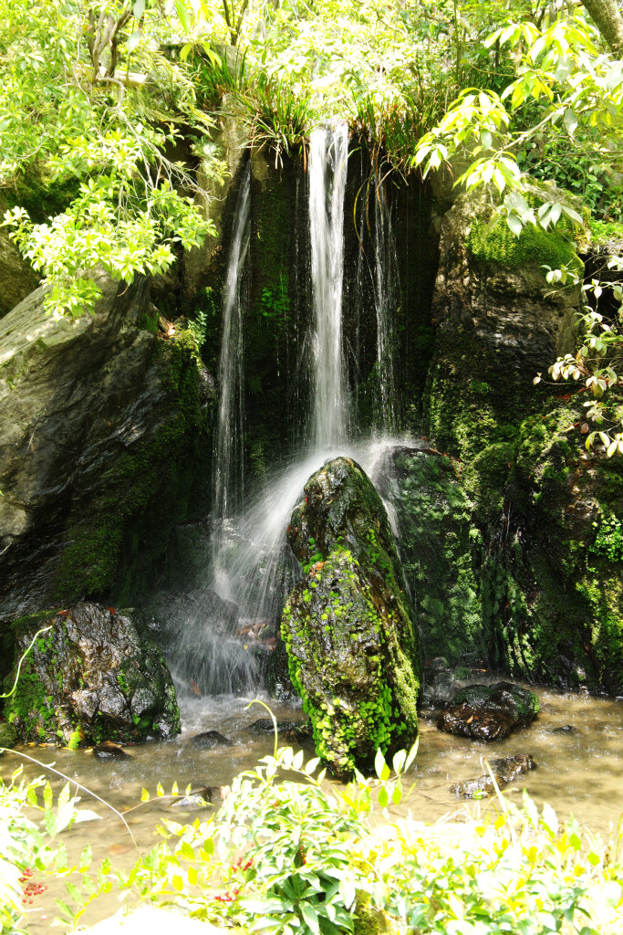 新緑の京都（金閣寺）_d0250028_5561820.jpg