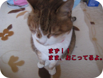 e0255638_17401623.png