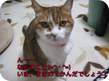 e0255638_17411190.png