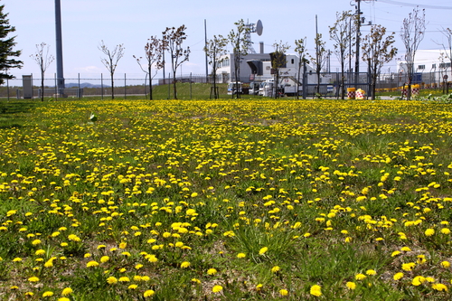 空港周辺の花便り 5月21日_f0113639_1133586.jpg