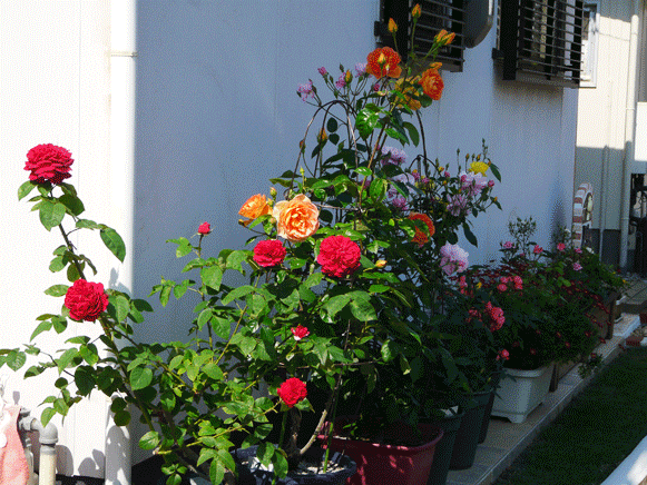 a0056140_15331376.gif