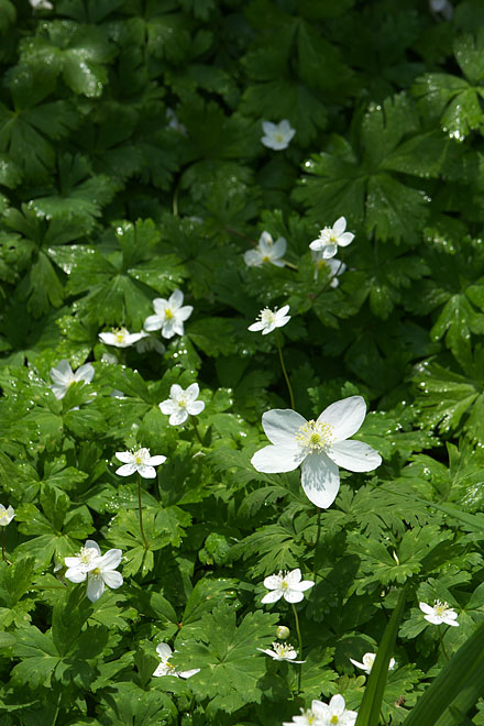 初夏の花たち　～ニリンソウとイチリンソウ～_c0067040_22453174.jpg