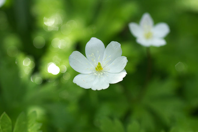 初夏の花たち　～ニリンソウとイチリンソウ～_c0067040_22454493.jpg