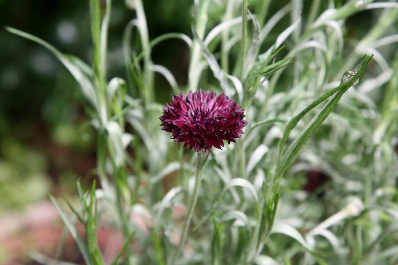 セントレア　ブラックボール　Centaurea cyanus \'Black ball\'_e0076542_16302353.jpg