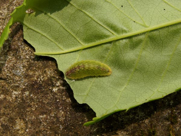 秩父のウラキンシジミ（幼虫）_c0045352_20524129.jpg