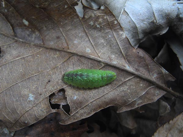 秩父のウラキンシジミ（幼虫）_c0045352_20531797.jpg