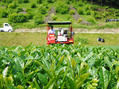 菊池水源茶 お茶摘み その2_a0254656_9573844.jpg