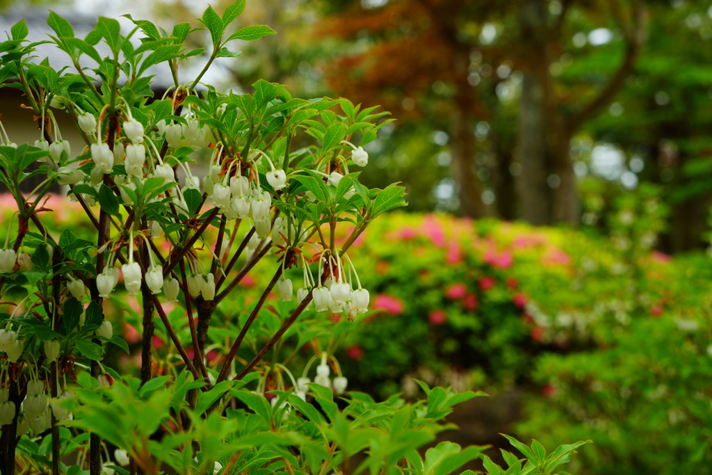 Japanese garden(島根県松江市・大根島「由志園」）_e0223456_624062.jpg