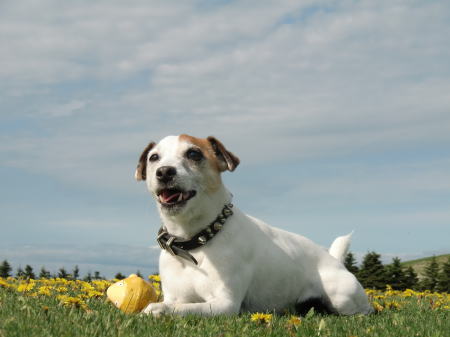 たまには1犬で。_b0105157_2113353.jpg