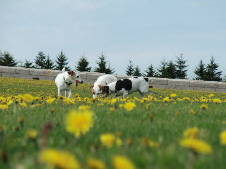 たまには1犬で。_b0105157_2131846.jpg