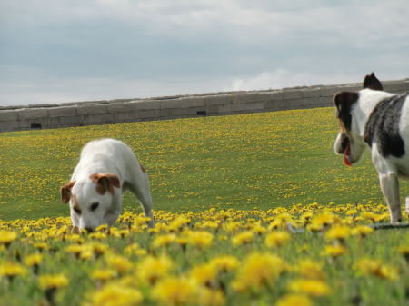 たまには1犬で。_b0105157_2164279.jpg