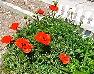 b0207361_90699.jpg