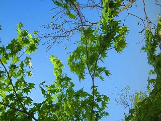 c0133361_1447334.jpg