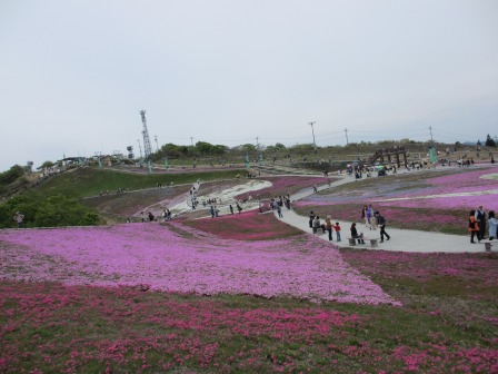 茶臼山“天空の花回廊”芝桜を見て来ました♪_a0243064_16424.jpg