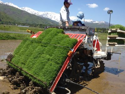 白馬で田植えを体験してきました_f0233068_1949084.jpg