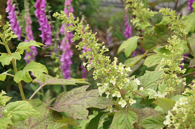 e0181373_2291161.jpg