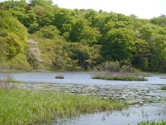 ミツガシワー瀬棚町　浮島公園_f0146174_21422155.jpg