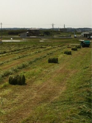 牧草の刈り取り_b0050079_1250778.jpg