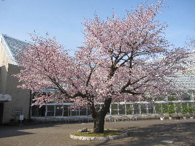 苫小牧の桜_c0171889_14321188.jpg