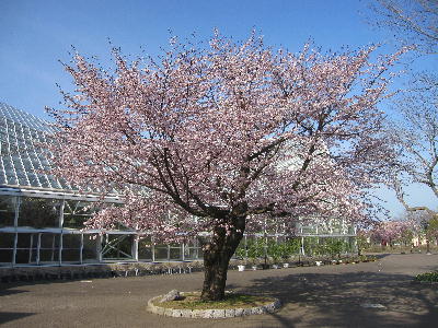 苫小牧の桜_c0171889_1432238.jpg