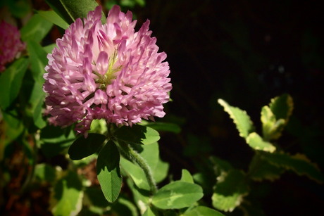 モフモフ_a0165892_2393648.jpg